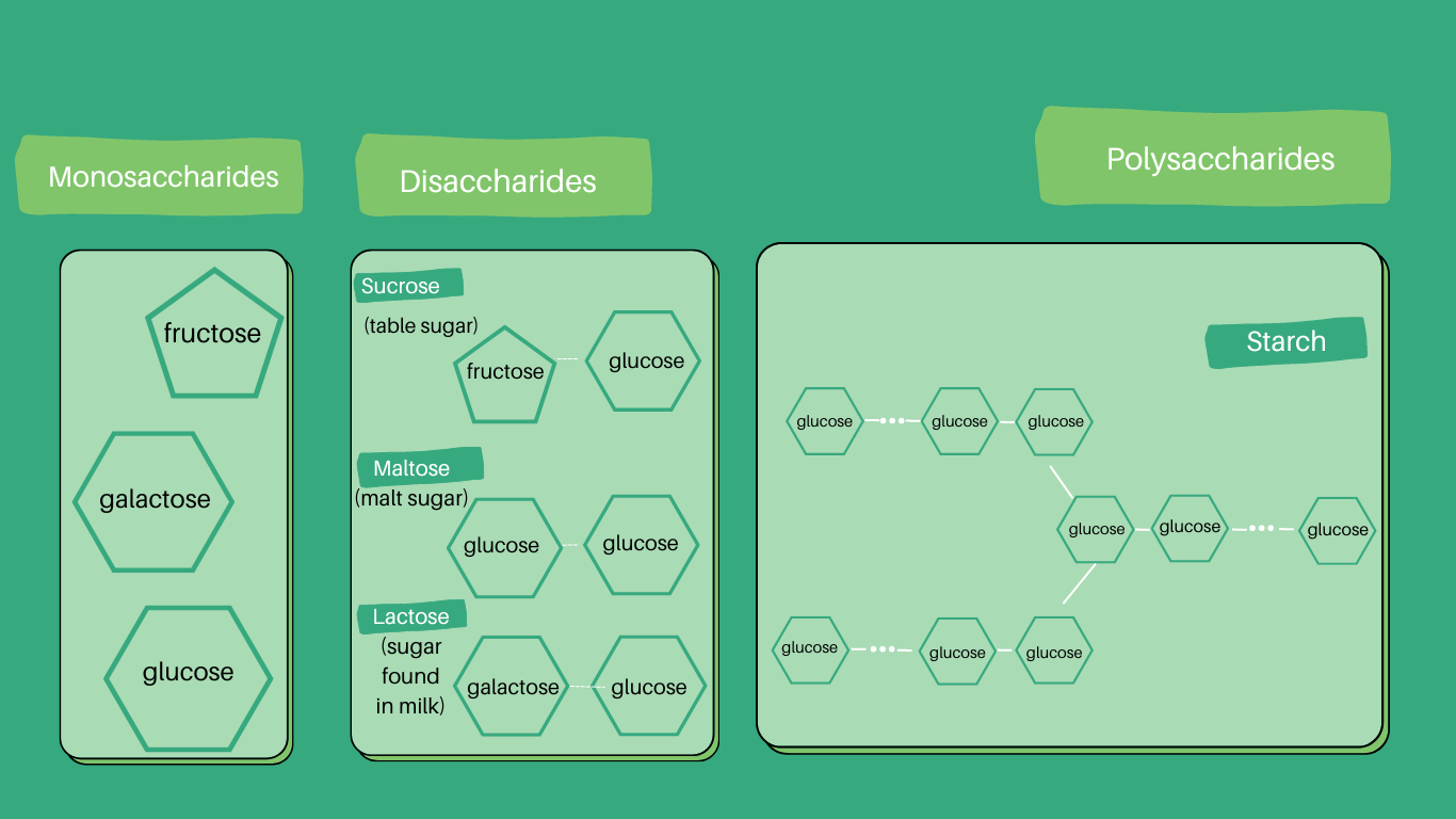 Types of carbohydrates - examples of monosaccharides, disaccharides, and polysaccharides