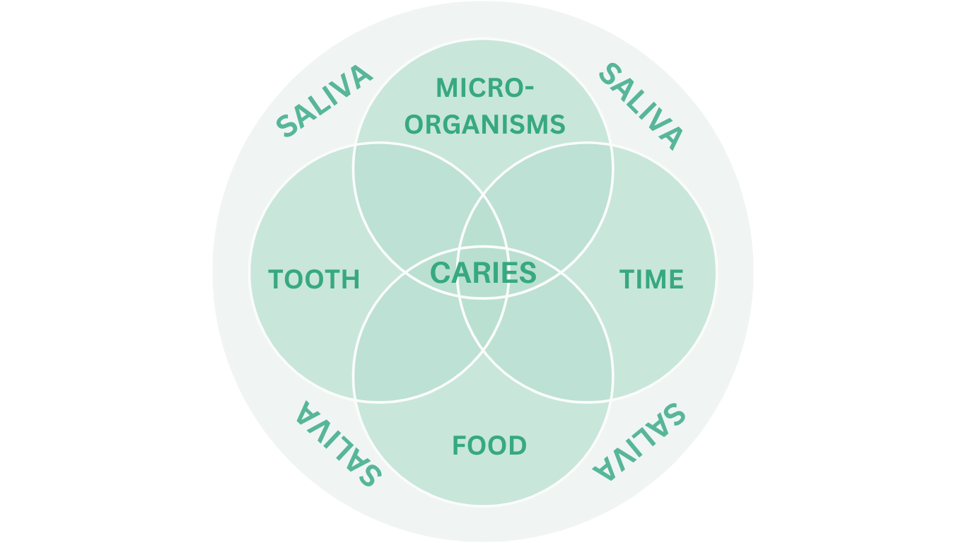 Factors causing dental caries