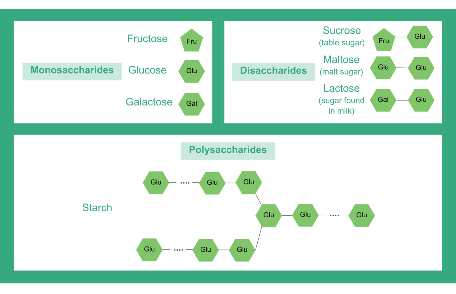 Types of carbohydrates - examples of monosaccharides, disaccharides, and polysaccharides