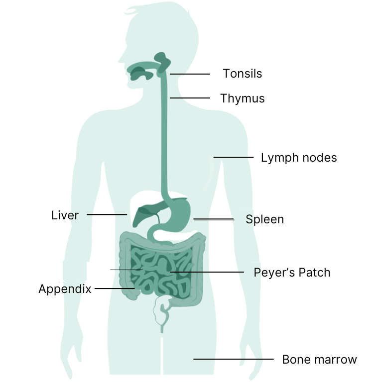 Elements of the immune system