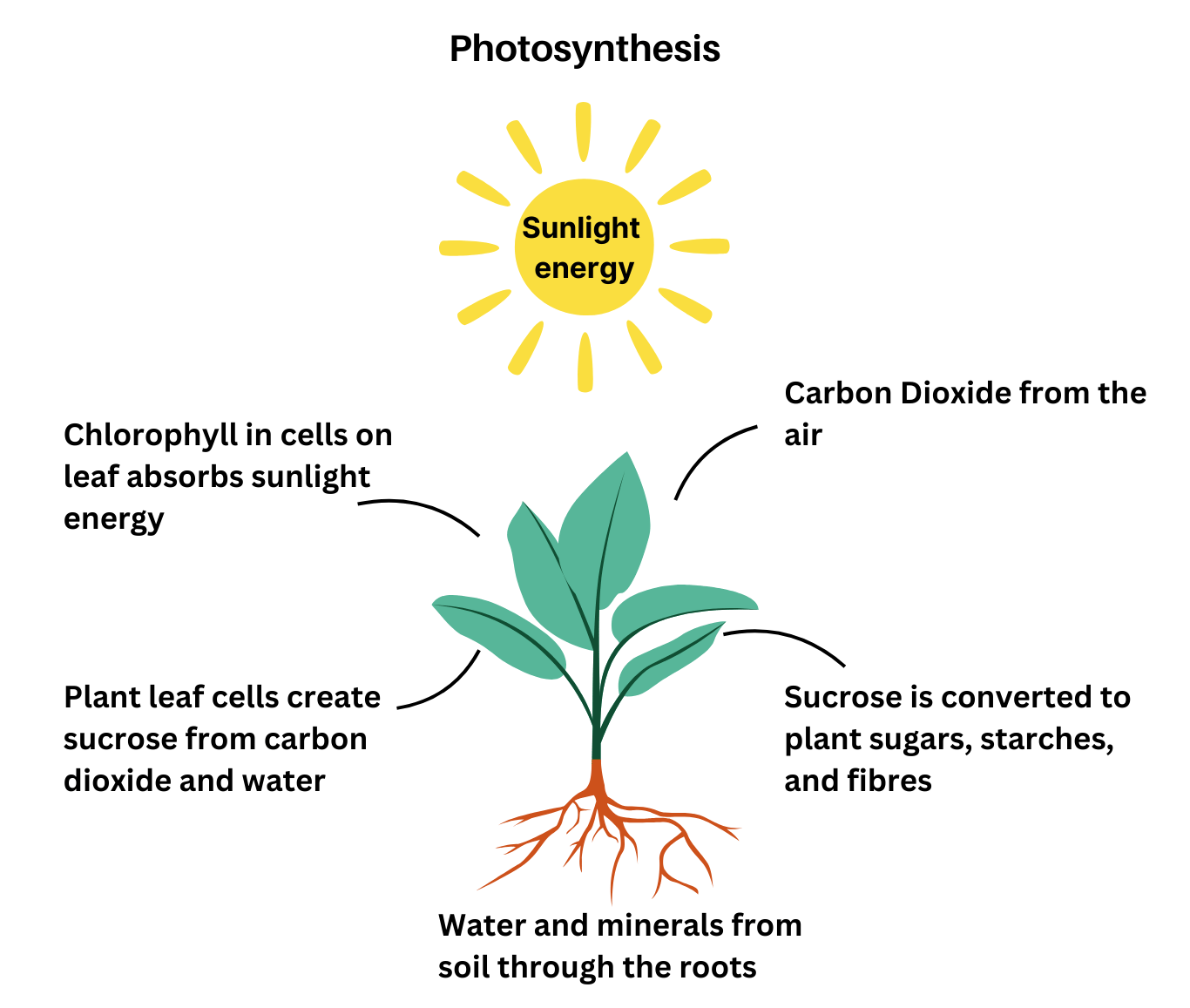 Green plants make sugars through photosynthesis