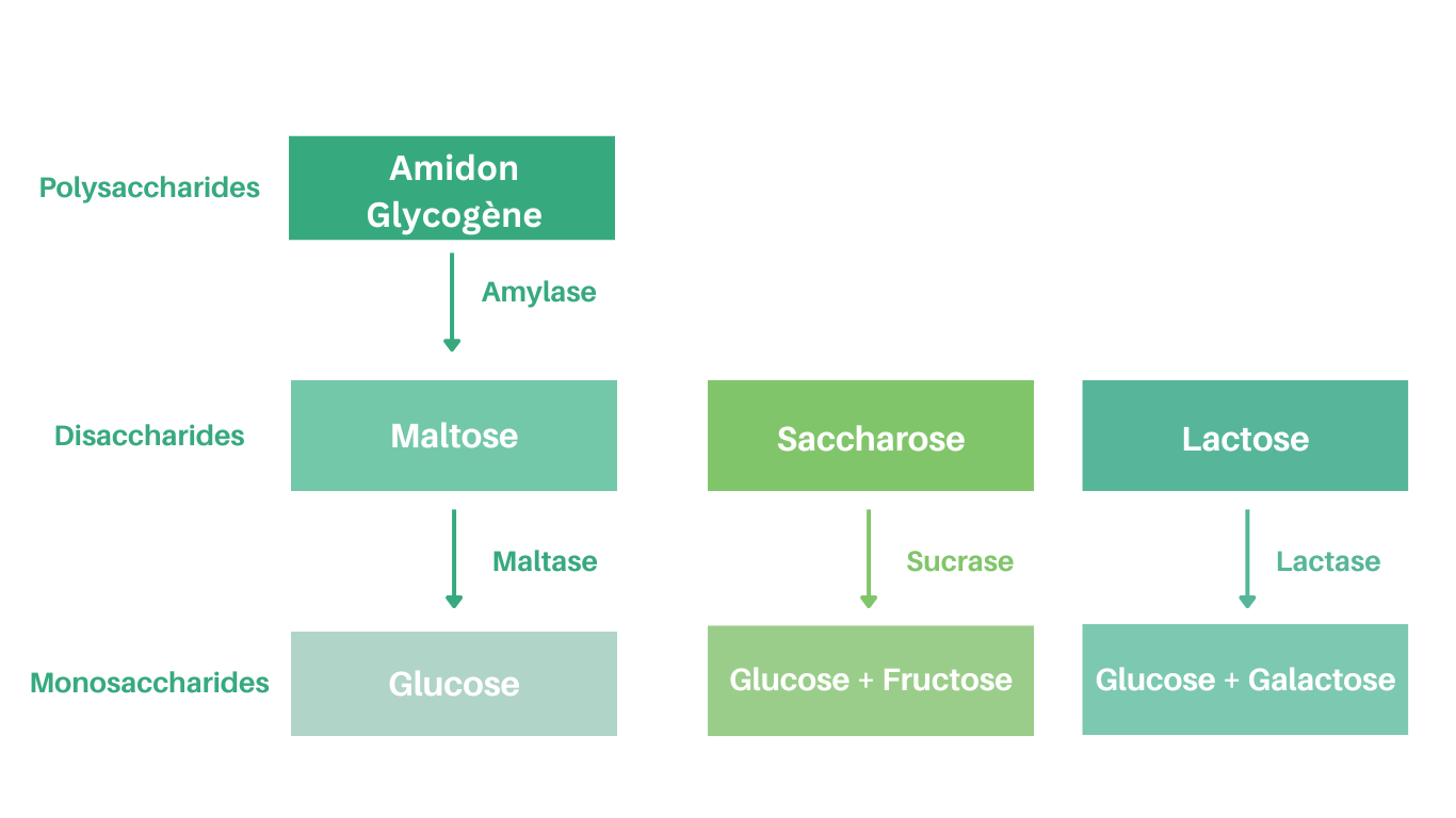 Breakdown of carbohydrates