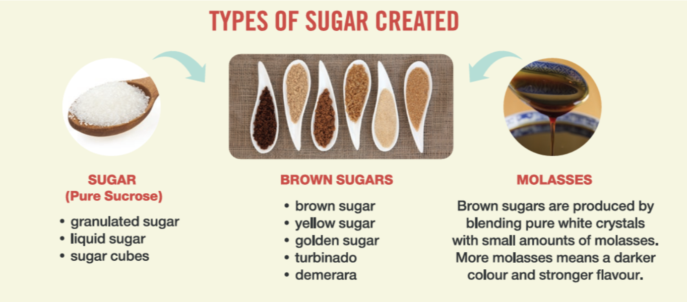 Purification creates sugar, brown sugars, molasses